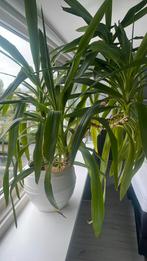 GRATIS. Mooie grote Yucca plant met pot., Huis en Inrichting, Kamerplanten, Ophalen, 100 tot 150 cm, In pot, Yucca