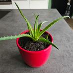 Aloë arborescens stek - in pot, Ophalen, In pot, Halfschaduw, Minder dan 100 cm