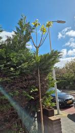 hoge catalpa, Tuin en Terras, Planten | Bomen, In pot, Volle zon, Bloeit niet, Bolboom