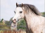 WELSH PONY MERRIE, Dieren en Toebehoren, Pony's, Merrie, Niet van toepassing, Gechipt