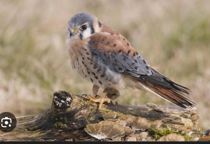 Amerikaanse torenvalken te koop, Dieren en Toebehoren, Vogels | Overige Vogels, Roofvogel, Meerdere dieren, Tam, Geringd