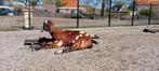 Twee nubische geiten aangeboden, Dieren en Toebehoren, Schapen, Geiten en Varkens, Vrouwelijk, Geit