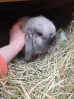 2 lieve konijnen Muchi en Tofu!!, Dieren en Toebehoren, Konijnen, Meerdere dieren, Groot