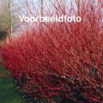 Rode Kornoelje “Sibirica”, Volle zon, Vaste plant, Zomer, Ophalen