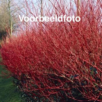 Rode Kornoelje “Sibirica” beschikbaar voor biedingen