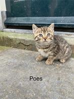 Boerderij kittens, Dieren en Toebehoren, Katten en Kittens | Raskatten | Korthaar, Meerdere dieren, Ontwormd, 0 tot 2 jaar