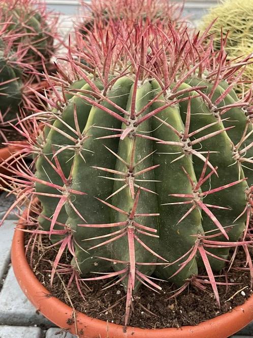 Cactus Ferocactus Stainesii in de 27cm schaal., Huis en Inrichting, Kamerplanten, Cactus, Minder dan 100 cm, Bloeiende kamerplant