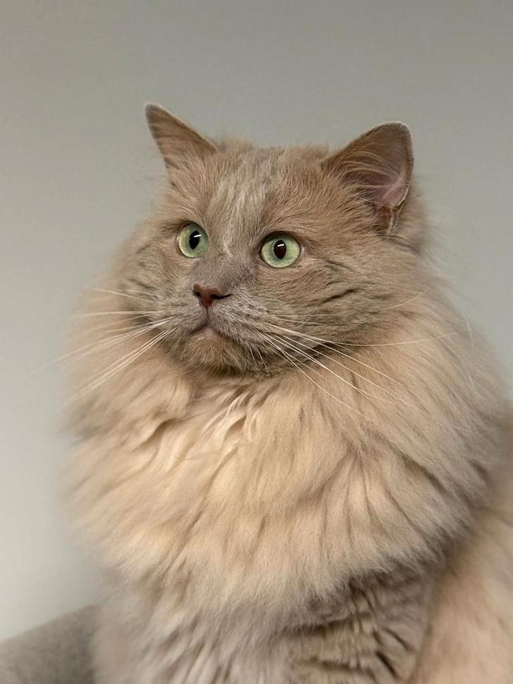 Ter dekking: Ragdoll Fawn Solid dekkater met stamboom!, Dieren en Toebehoren, Katten en Kittens | Dekkaters, 0 tot 2 jaar