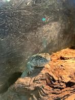 Halsbandleguaan man / Crotaphytus collaris, Hagedis