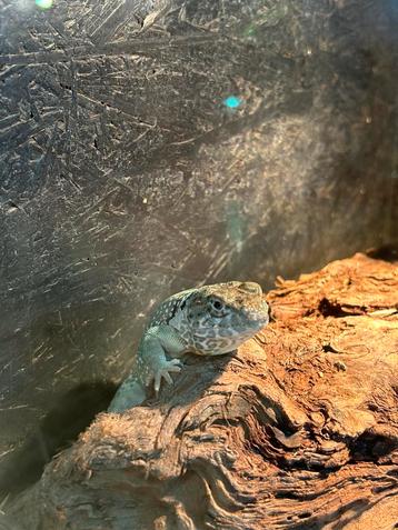 Halsbandleguaan man / Crotaphytus collaris beschikbaar voor biedingen