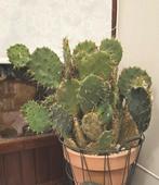 Grote gezonde cactus (Opuntia) in pot, Tuin en Terras, Planten | Tuinplanten, Volle zon, Vaste plant, Zomer, Ophalen