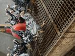 Mooie wit-zwarte hennen Pita Pinta, Dieren en Toebehoren, Pluimvee, Vrouwelijk, Kip