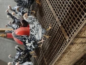 Mooie wit-zwarte hennen Pita Pinta beschikbaar voor biedingen