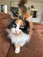 maine coon poes, Dieren en Toebehoren, Katten en Kittens | Raskatten | Langhaar, Poes, Gechipt, 3 tot 5 jaar