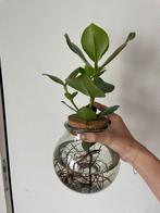 Bolglas Clusia Rosea Princess, Huis en Inrichting, Kamerplanten, Ophalen, Halfschaduw, Minder dan 100 cm