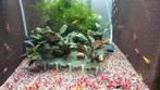 Crystal red garnalen., Dieren en Toebehoren, Vissen | Aquariumvissen, Kreeft, Krab of Garnaal