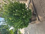 Gratis!! Liguster en Laurierkers, Tuin en Terras, Planten | Bomen, Ophalen, Volle zon, Overige soorten, 100 tot 250 cm