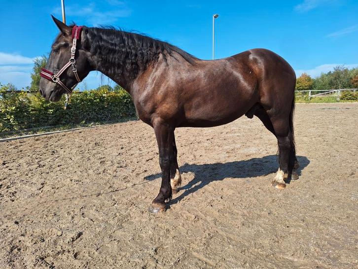 Mooi groot stevig en super braaf paard ruin!, Dieren en Toebehoren, Paarden, Ruin, 3 tot 6 jaar