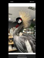 Kraanvogel opgezette dieren, Verzamelen, Dierenverzamelingen, Ophalen, Nieuw, Vogel, Opgezet dier