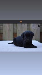 Labrador Retriever Puppy's, Rabiës (hondsdolheid), 8 tot 15 weken, Labrador retriever, Meerdere