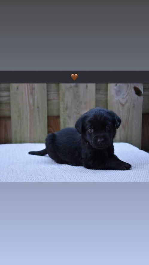 Labrador Retriever Puppy's, Dieren en Toebehoren, Honden | Retrievers, Spaniëls en Waterhonden, Meerdere dieren, Labrador retriever