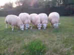 schapen, Dieren en Toebehoren, Schapen, Geiten en Varkens, Mannelijk, Schaap, 0 tot 2 jaar