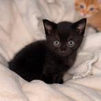 Diamanthuis gezocht voor deze kittens, Dieren en Toebehoren, Meerdere dieren, Ontwormd, 0 tot 2 jaar