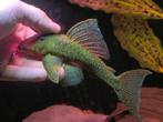 L128 Hemiancistrus sp. Blue Phantom, Dieren en Toebehoren, Vissen | Aquariumvissen, Vis