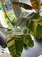 Strelitzia Nicolai variegated Xxl, Ophalen, Overige soorten, 200 cm of meer