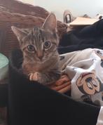 Onze laatste 2 kittens die een super fijn huisje zoeken, Kater