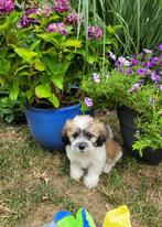 Leuke boomer pups te koop!, Dieren en Toebehoren, Overige rassen, CDV (hondenziekte), 8 tot 15 weken, Meerdere