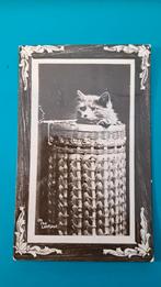 Poes kat in mand. Op de uitkijk 1925, Verzamelen, Ansichtkaarten | Dieren, Ophalen of Verzenden, Voor 1920, Gelopen, Hond of Kat