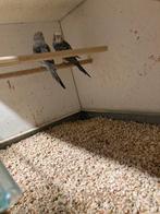 Koppel grasparkieten, Meerdere dieren, Parkiet