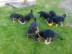 Kruising puppy's met vader Duitse Herder aangeboden, Particulier, Meerdere, 8 tot 15 weken, Meerdere dieren