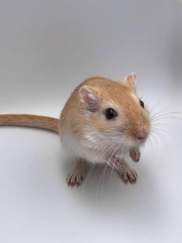 Gerbil beschikbaar voor biedingen