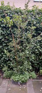 2x Steeneik boom 2.5 m Quercus Ilex, Tuin en Terras, Bloeit niet, Overige soorten, 250 tot 400 cm, Ophalen