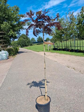 Albizia j. Summer Chocolate halfstam Perzische slaapboom beschikbaar voor biedingen