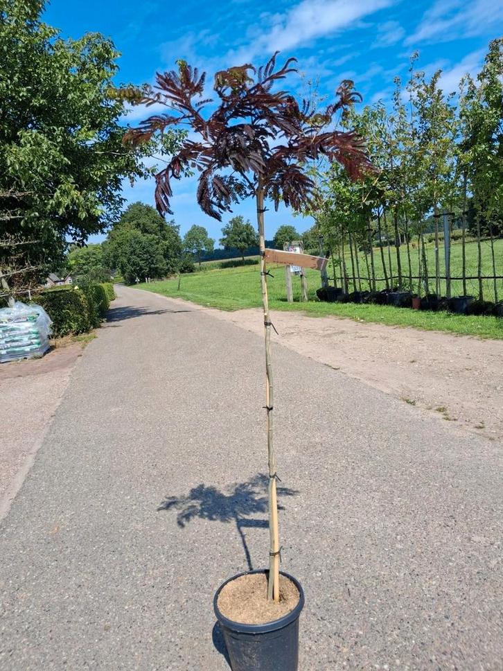 Albizia j. Summer Chocolate halfstam Perzische slaapboom, Tuin en Terras, Planten | Bomen, Bolboom, 100 tot 250 cm, Halfschaduw