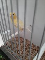 Duitse kuif gladkop, Dieren en Toebehoren, Vogels | Kanaries, Mannelijk, Zangkanarie