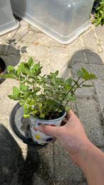 Oregano plant, Volle zon, Groenteplanten, Eenjarig, Ophalen of Verzenden