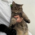 Britse Korthaar, Poes, Gechipt, 3 tot 5 jaar