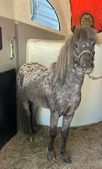 Ter dekking mooie appaloosa, Ophalen