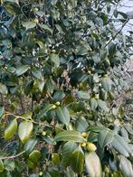 Rode Camelia - 2,5m hoog, Ophalen, Volle zon, Overige soorten, 250 tot 400 cm