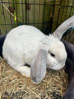 Tam en lief konijntje aangeboden., Dieren en Toebehoren, Konijnen, Mannelijk, Dwerg