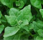 Nieuw-Zeelandse spinazie zaden, Tuin en Terras, Verzenden, Zaad