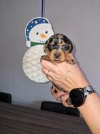 3 mooie merle teefjes., Dieren en Toebehoren, Honden | Teckels en Dashonden, Rabiës (hondsdolheid), 8 tot 15 weken, Korthaar, Teef