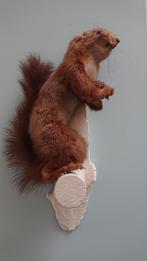Opgezette eekhoorn taxidermie decor retro, Verzamelen, Wild dier, Opgezet dier, Gebruikt, Ophalen of Verzenden