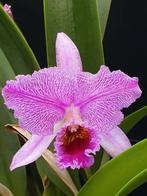 Cattleya percivaliana Remolacha Marmorata, Huis en Inrichting, Kamerplanten, Ophalen of Verzenden, Overige soorten, Minder dan 100 cm