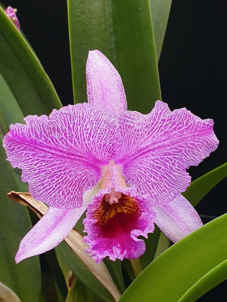 Cattleya percivaliana Remolacha Marmorata, Huis en Inrichting, Kamerplanten, Overige soorten, Minder dan 100 cm, Ophalen of Verzenden