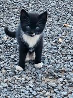 Kleine kittens op zoek naar een knuffel-thuis, Meerdere dieren, 0 tot 2 jaar
